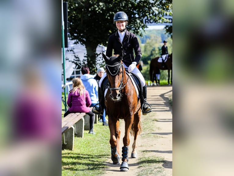 German Riding Pony Mare 15 years 14,2 hh Chestnut-Red in Golmsdorf