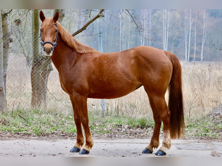 German Riding Pony Mare 15 years 14,2 hh Chestnut-Red in Golmsdorf