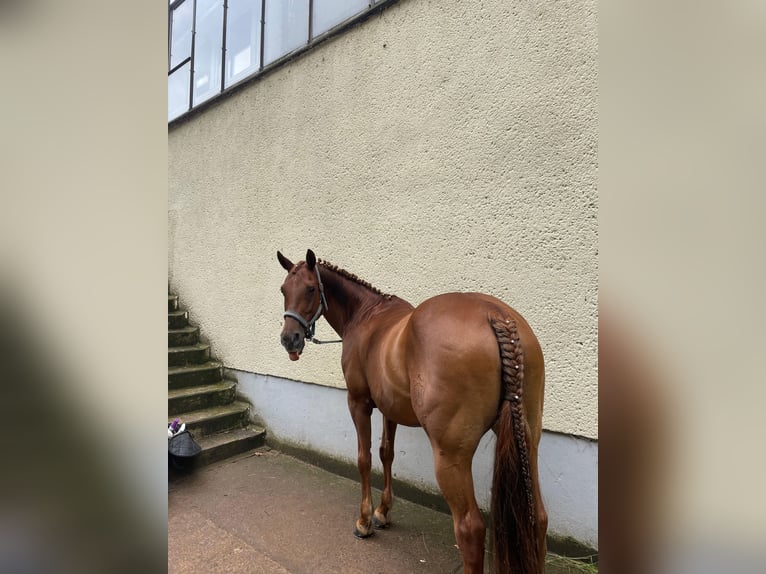 German Riding Pony Mare 15 years 14,2 hh Chestnut-Red in Golmsdorf