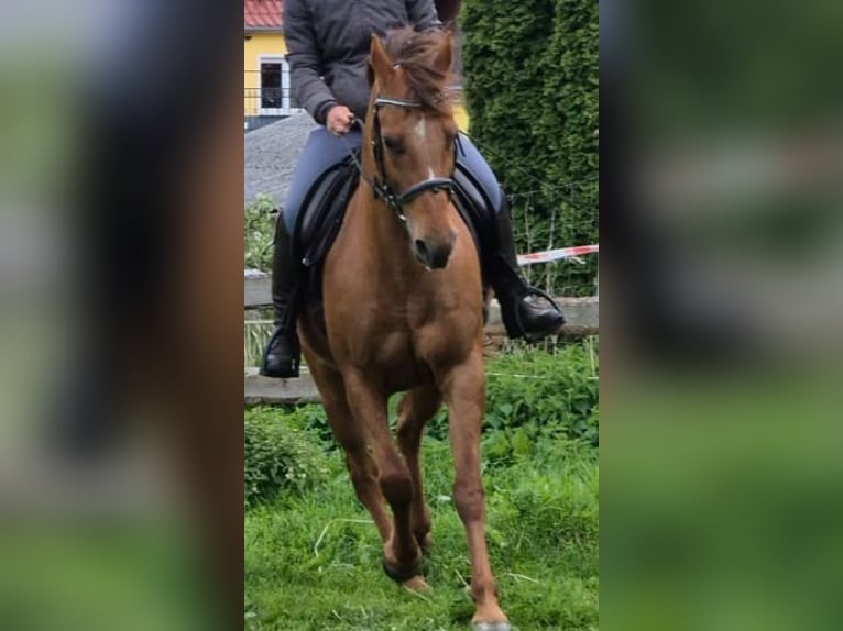 German Riding Pony Mare 15 years 14,2 hh Chestnut-Red in D&#xF6;beln