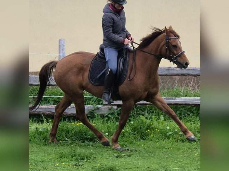 German Riding Pony Mare 15 years 14,2 hh Chestnut-Red in D&#xF6;beln