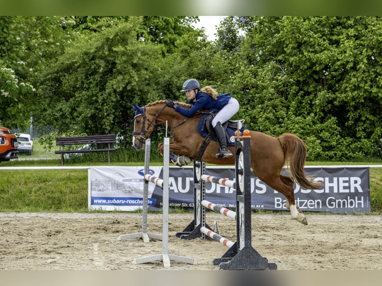 German Riding Pony Mare 15 years 14,2 hh Chestnut-Red in G&#xF6;rlitz