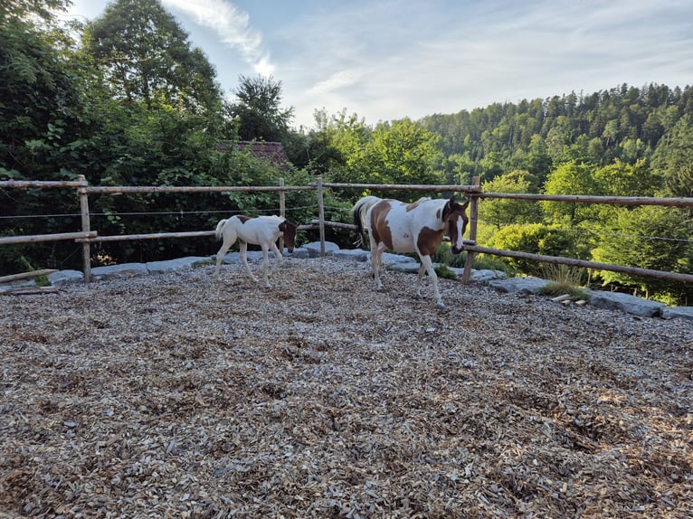 German Riding Pony Mare 15 years 14,2 hh Tovero-all-colors in Fichtenberg