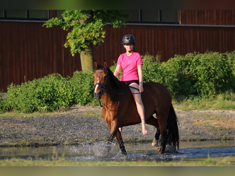 German Riding Pony Mare 15 years 14,3 hh Bay-Dark in Sendenhorst