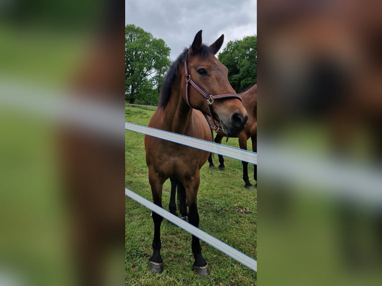 German Riding Pony Mare 15 years 15,2 hh Brown in Aukrug