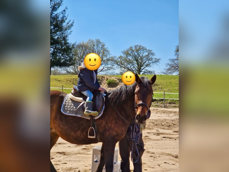 German Riding Pony Mare 15 years 15,2 hh Brown in Aukrug