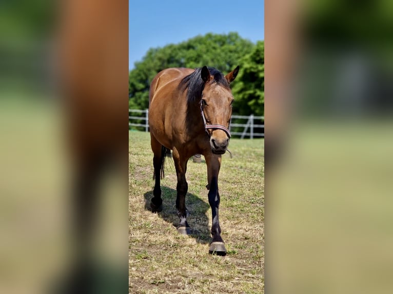 German Riding Pony Mare 15 years 15,2 hh Brown in Aukrug