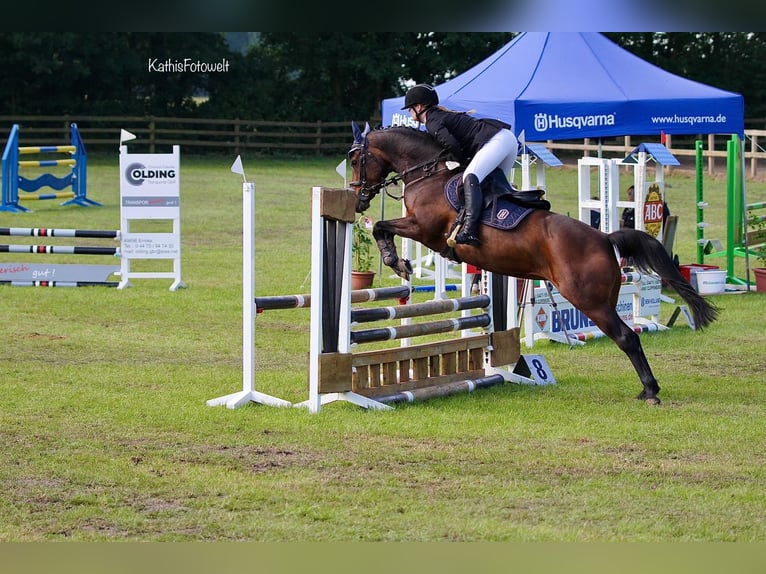 German Riding Pony Mare 15 years 15 hh Brown in Cloppenburg