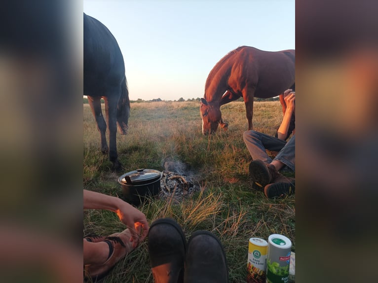 German Riding Pony Mare 15 years 15 hh Chestnut-Red in Langwedel