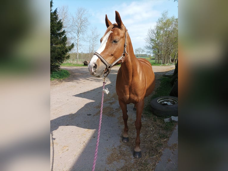 German Riding Pony Mare 15 years 15 hh Chestnut-Red in Langwedel