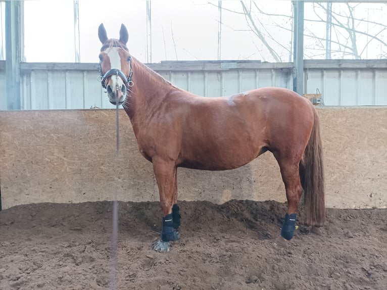 German Riding Pony Mare 15 years 15 hh Chestnut-Red in Langwedel