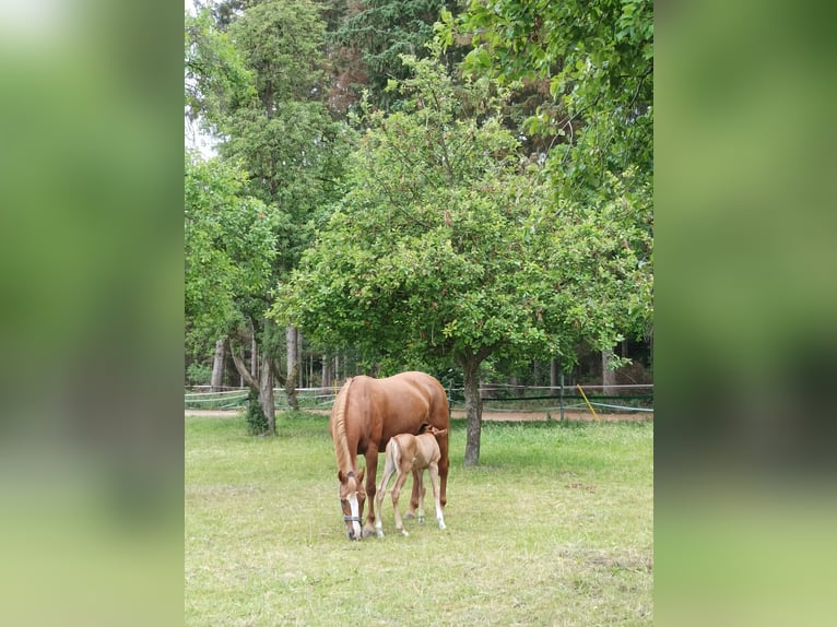 German Riding Pony Mare 15 years 15 hh Chestnut-Red in Langwedel
