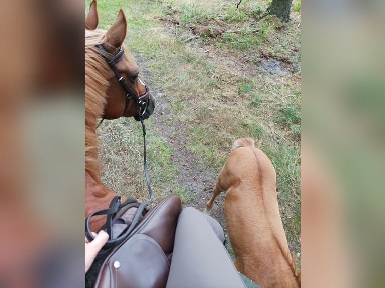 German Riding Pony Mare 15 years 15 hh Chestnut-Red in Langwedel