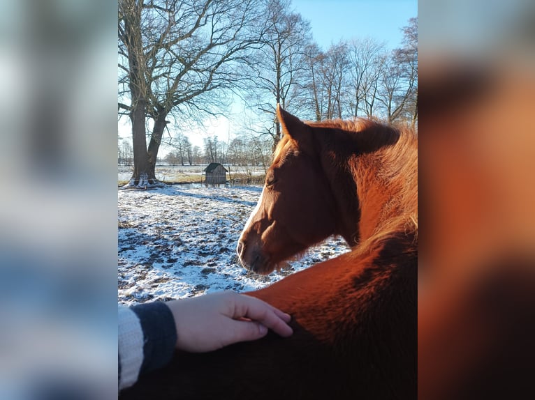 German Riding Pony Mare 15 years 15 hh Chestnut-Red in Langwedel