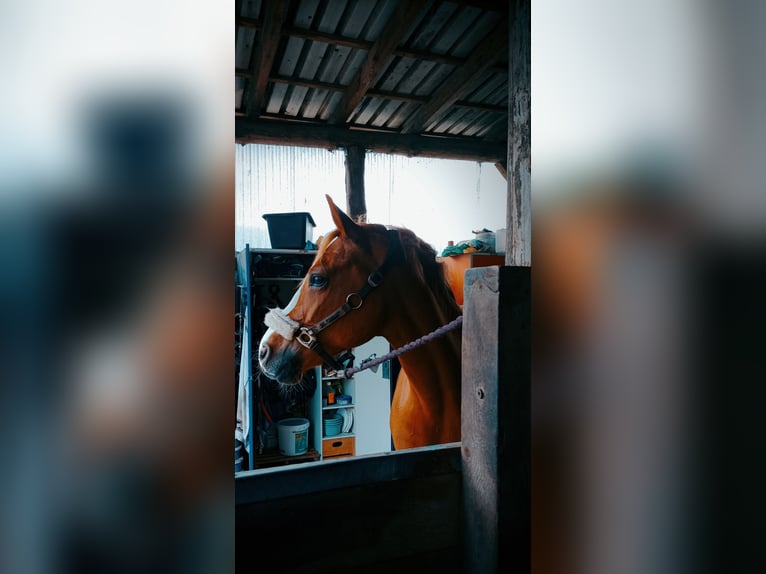 German Riding Pony Mare 15 years 15 hh Chestnut-Red in Langwedel