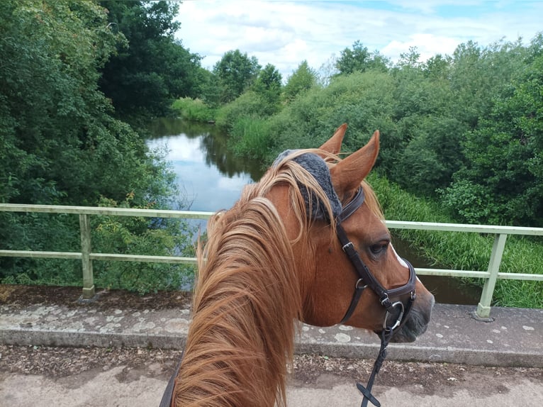 German Riding Pony Mare 15 years 15 hh Chestnut-Red in Langwedel