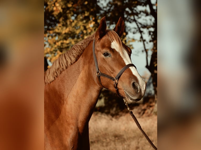 German Riding Pony Mare 15 years 15 hh Chestnut-Red in Langwedel