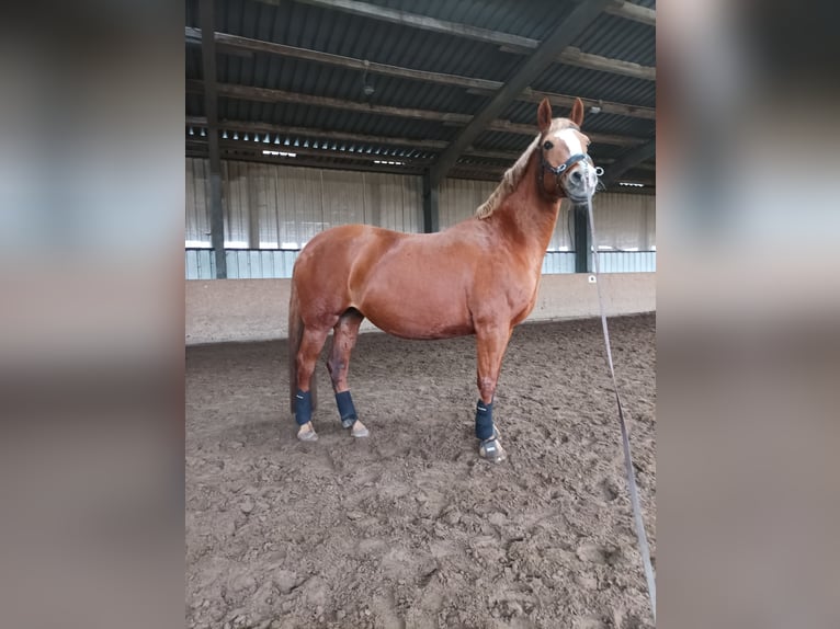 German Riding Pony Mare 15 years 15 hh Chestnut-Red in Langwedel