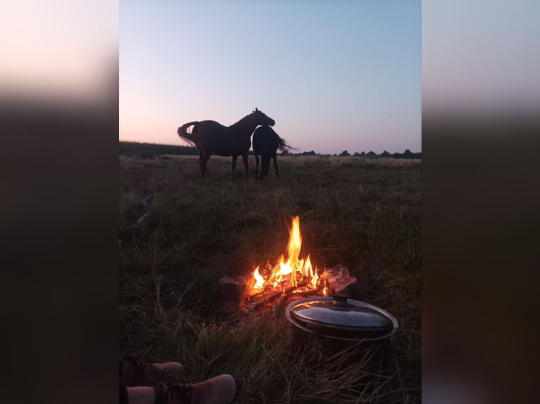 German Riding Pony Mare 15 years 15 hh Chestnut-Red in Langwedel