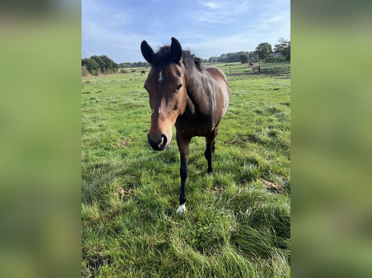 German Riding Pony Mare 15 years Bay-Dark in Heide