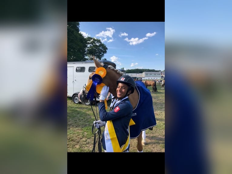 German Riding Pony Mare 15 years Palomino in Ascheberg