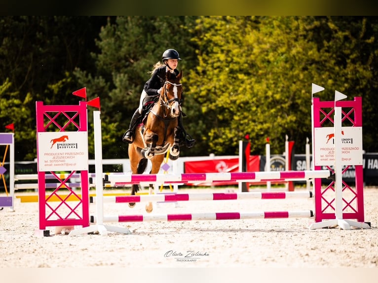 German Riding Pony Mare 16 years 13.2 hh Bay in Warszawa