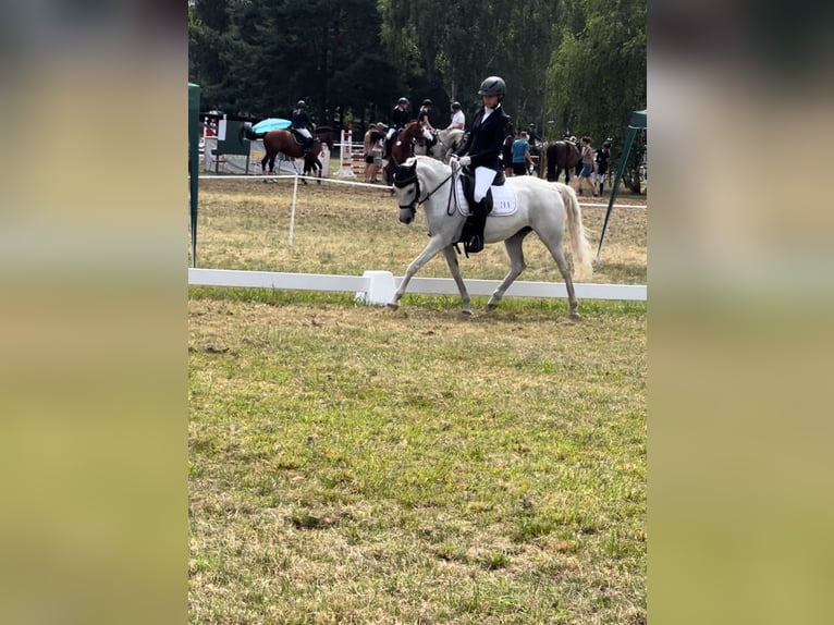 German Riding Pony Mare 16 years 13,2 hh Gray in Zepernick