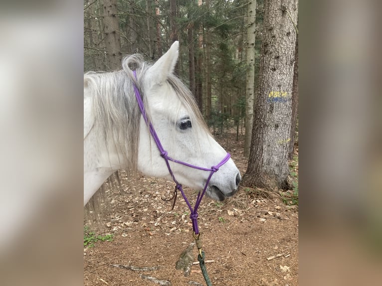 German Riding Pony Mix Mare 16 years 13,1 hh Gray in Neunkirchen