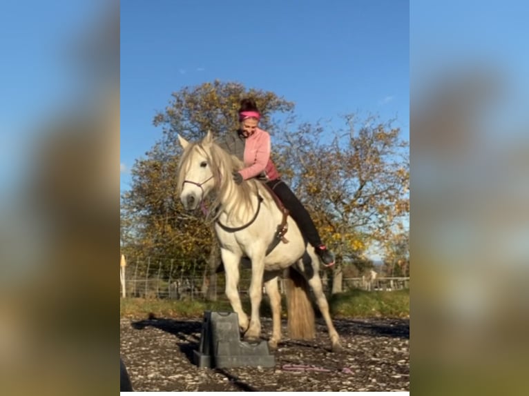 German Riding Pony Mix Mare 16 years 13,1 hh Gray in Neunkirchen