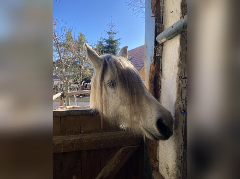 German Riding Pony Mix Mare 16 years 13,1 hh Gray in Neunkirchen