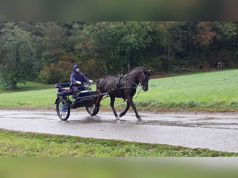 German Riding Pony Mix Mare 16 years 13,2 hh Black in Z&#xFC;rich