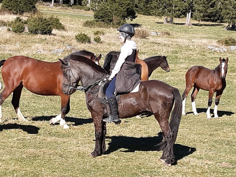 German Riding Pony Mix Mare 16 years 13,2 hh Black in Z&#xFC;rich