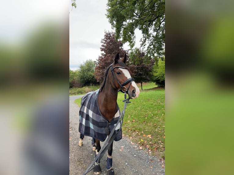 German Riding Pony Mare 16 years 13,2 hh Brown in Wetzlar