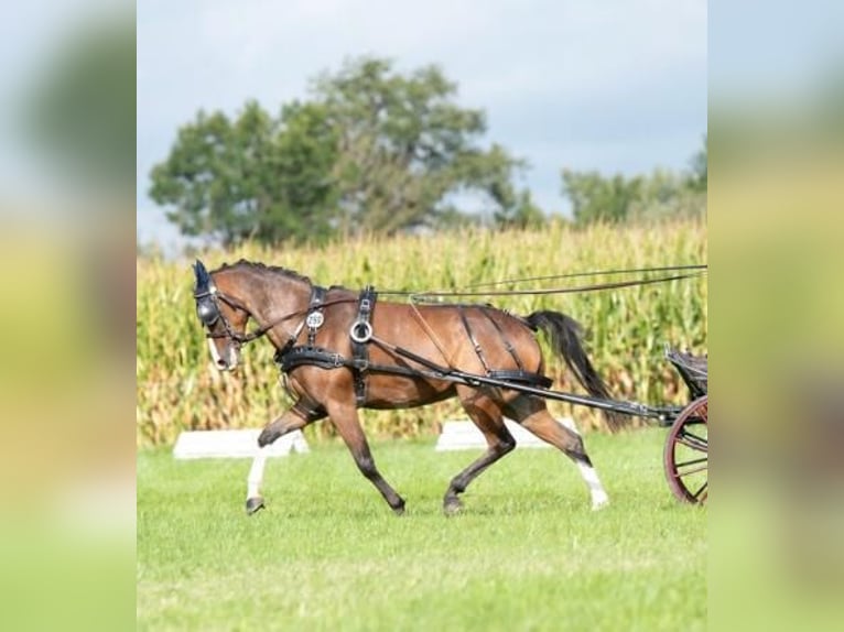 German Riding Pony Mare 16 years 13,2 hh Brown in Wetzlar
