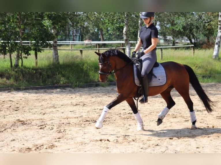 German Riding Pony Mare 16 years 13,2 hh Brown in B&#xFC;lkau