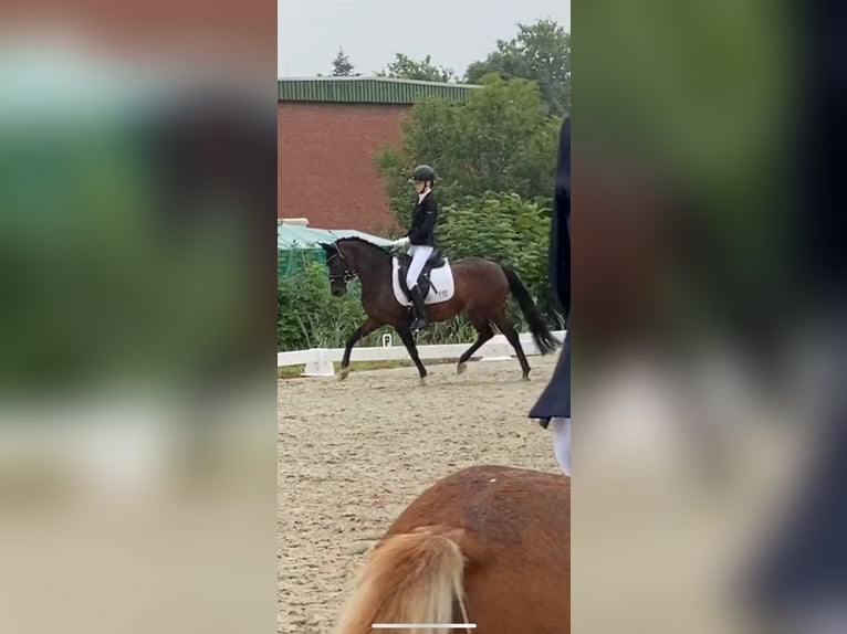 German Riding Pony Mare 16 years 13,2 hh Brown in B&#xFC;lkau