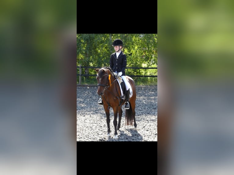 German Riding Pony Mare 16 years 13,2 hh Brown in B&#xFC;lkau