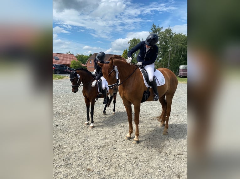 German Riding Pony Mare 16 years 13,2 hh Brown in B&#xFC;lkau