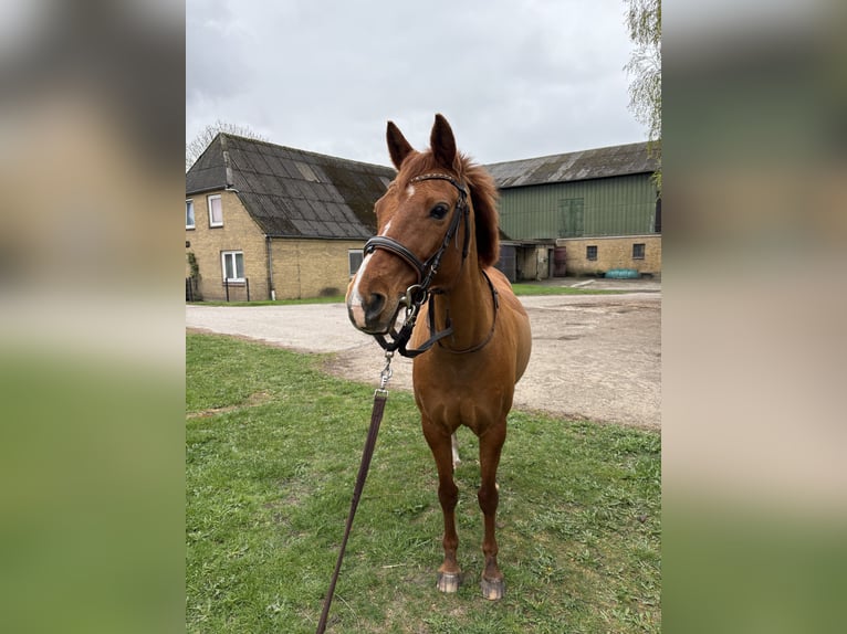 German Riding Pony Mare 16 years 13,2 hh Chestnut-Red in Hattstedt