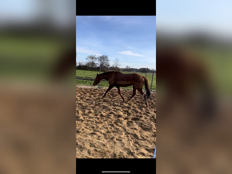 German Riding Pony Mare 16 years 13,2 hh Chestnut-Red in Hattstedt