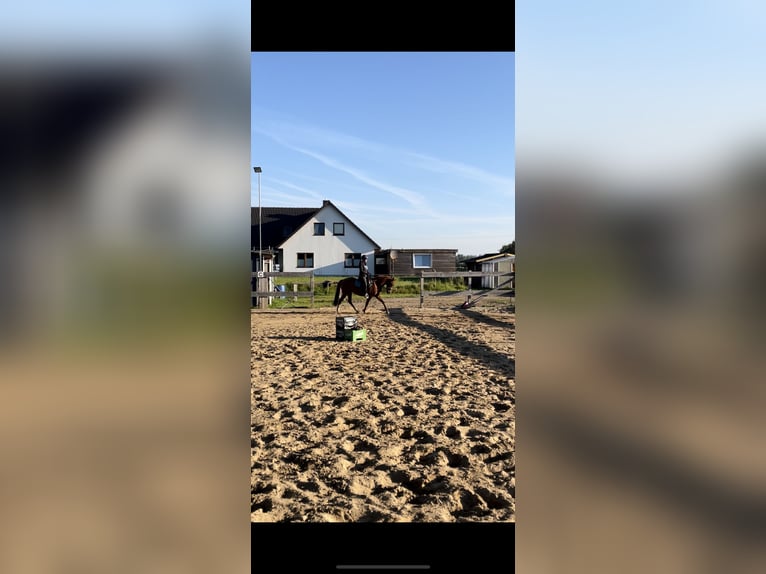 German Riding Pony Mare 16 years 13,2 hh Chestnut-Red in Hattstedt