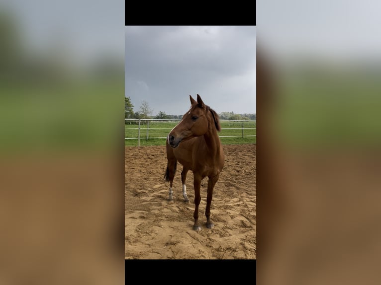 German Riding Pony Mare 16 years 13,2 hh Chestnut-Red in Hattstedt