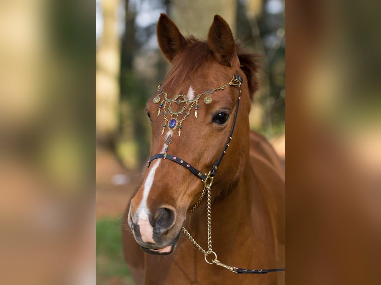 German Riding Pony Mare 16 years 13,2 hh Chestnut-Red in Hattstedt