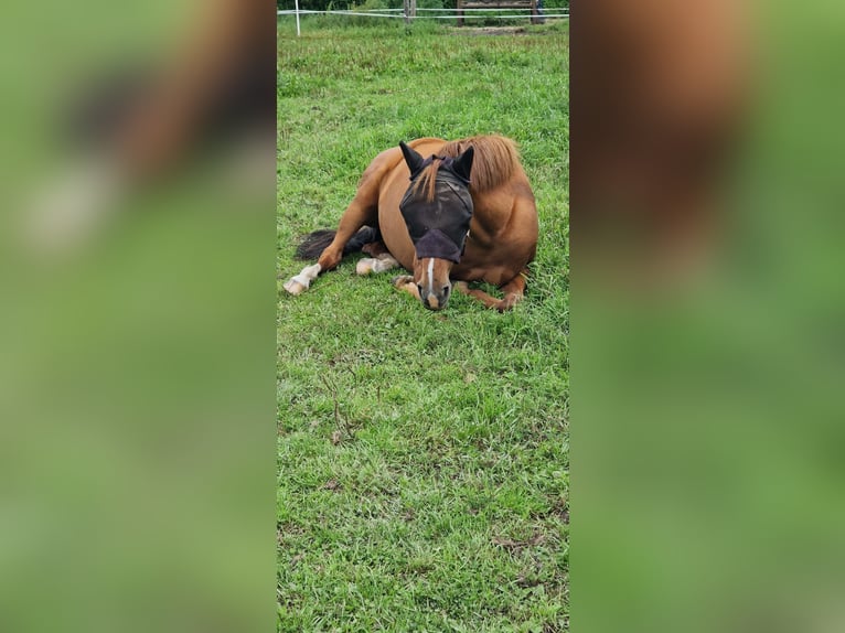German Riding Pony Mare 16 years 13,2 hh Chestnut-Red in Hattstedt