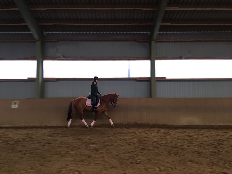 German Riding Pony Mare 16 years 13,2 hh Chestnut-Red in Hattstedt