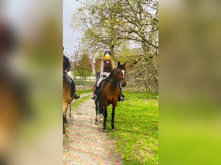 German Riding Pony Mare 16 years 13,3 hh Brown in Schwanebeck