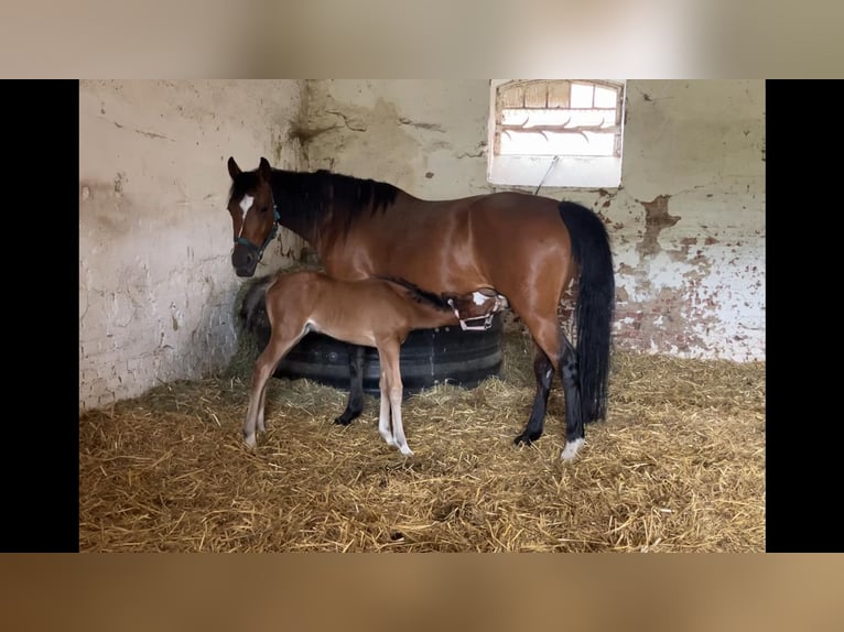 German Riding Pony Mare 16 years 13,3 hh Brown in Schwanebeck