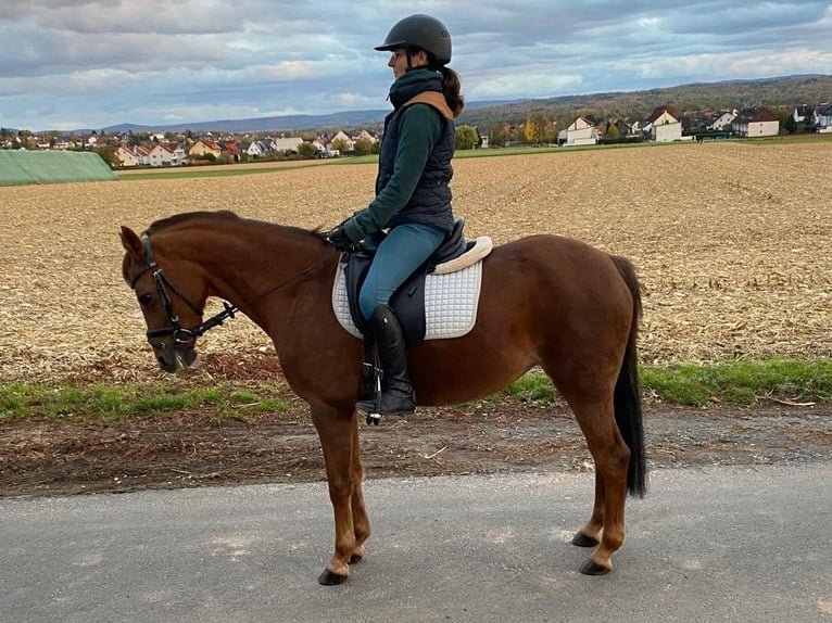German Riding Pony Mare 16 years 13,3 hh Chestnut-Red in Langenselboldlbold German Riding Pony Mare 16 years 13,3 hh Chestnut-Red in Langenselboldlbold