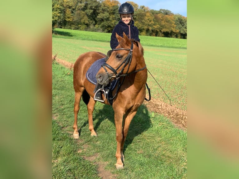 German Riding Pony Mare 16 years 13,3 hh Chestnut-Red in Langenselboldlbold German Riding Pony Mare 16 years 13,3 hh Chestnut-Red in Langenselboldlbold