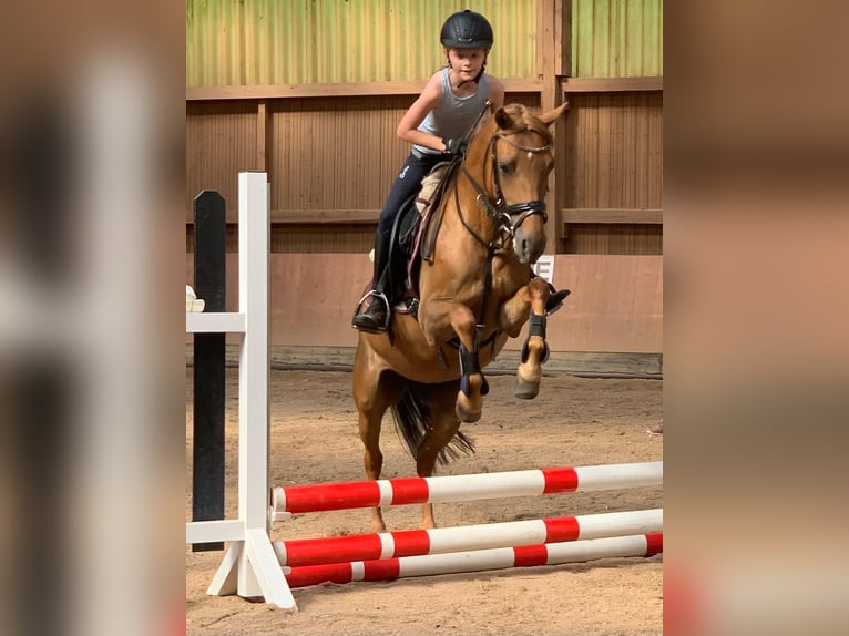 German Riding Pony Mare 16 years 13,3 hh Chestnut-Red in Langenselboldlbold German Riding Pony Mare 16 years 13,3 hh Chestnut-Red in Langenselboldlbold